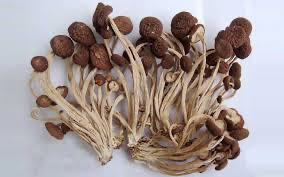 GBW TREE MUSHROOM 茶树菇 1kg x 12pk/ctn