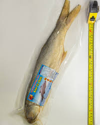 SALTED TASSEL FISH M/FONG 10kg/ctn