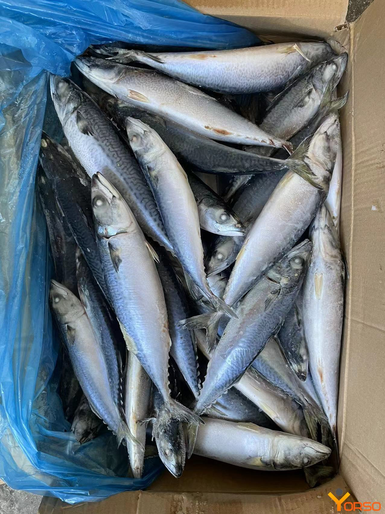 MACKEREL FILLET UNISEA 10kg/ctn