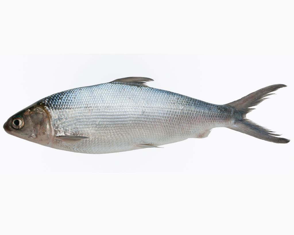 MILKFISH WHL LARGE 1000/1200 EMERALD 10kg/ctn