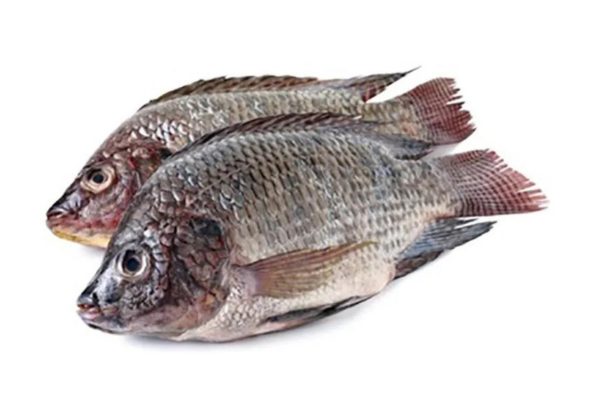 TILAPIA WHOLE 800/1000 10kg/ctn