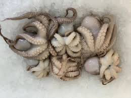 OCTOPUS 26/40 OCEANIC 八爪鱼 1kg x 10pk/ctn