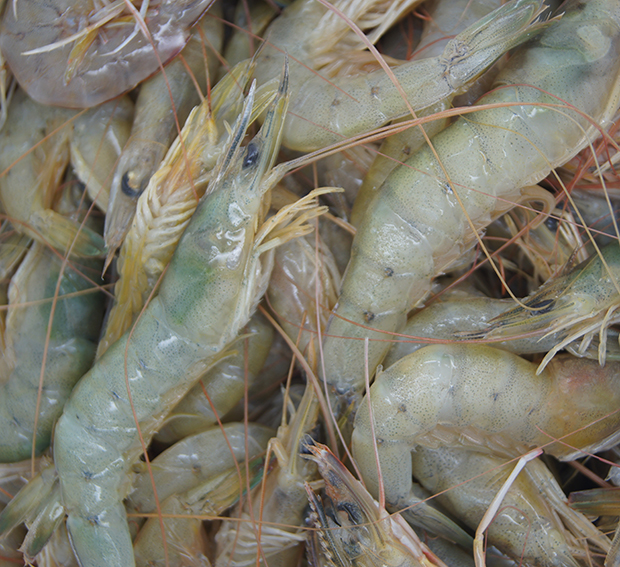 LOCAL BAY PRAWNS 1kg x 8pk/ctn