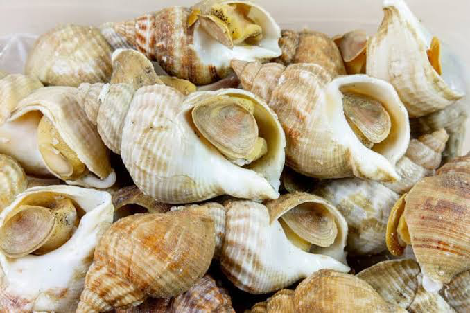 WHELK SHELL COOKED CLEARWATER 1kg x 10pk/ctn