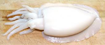 WHOLE CLEANED CUTTLEFISH U1 AWS 10kg/ctn