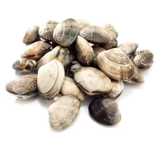 [CLAMSHORTNEK(I)] SHORT NECKED CLAM WHL EMERALD 500g x 10pk/ctn