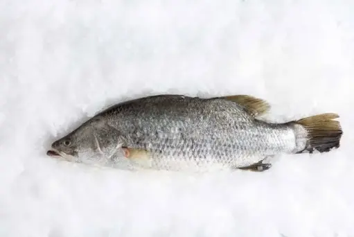 [FWBAR1000(I)] BARRAMUNDI FISH WHOLE 1000/1200 10kg/ctn