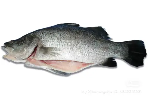 [FWBAR600GGS(I)] BARRAMUNDI FISH WHOLE 600/800 GGS OCEANIC 10kg/ctn