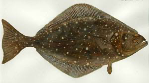 [FWHAL(I)] PACIFIC HALIBUT GGS 800/1000 10kg/ctn