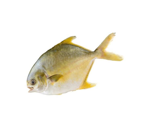 [FWP800EMERALD(I)] GOLDEN POMFRET 800/1000 EMERALD 10kg/ctn