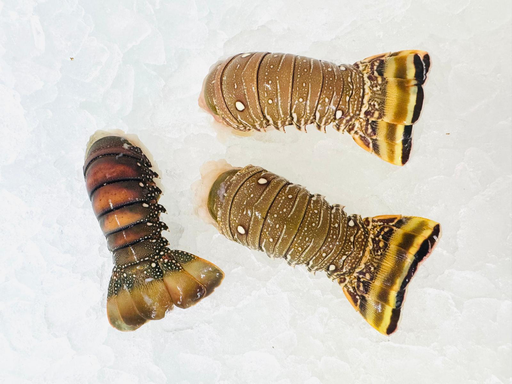 [LOBTAIL5OZ(I)] LOBSTER TAIL BRAZILIAN 5 OZ (4 x 4.54KG)(CTN)