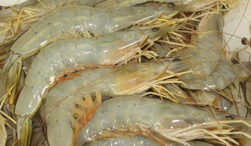 [PWBM1(A)] LOCAL WHOLE JUMBO RAW BANANA PRAWNS 1kg x 7pk/ctn