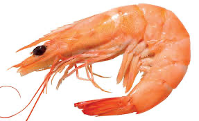 [PWC1525SC(I)] PRAWNS WHOLE COOKED 15/25 VAN S/CREST 5kg/ctn