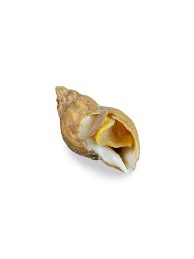 [WHELK888(I)] WHELK O888 500g x 20pk/ctn