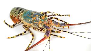 [LOBTRO1000(A)] LOBSTER WHOLE TROPICAL 800/1000 10kg/ctn