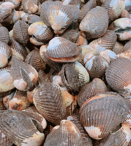[CLAMBLD(I)] BLOOD CLAM RAW O/BEST 10kg/ctn